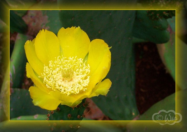 Prickly pear 2