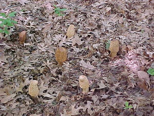 wooden mushrooms