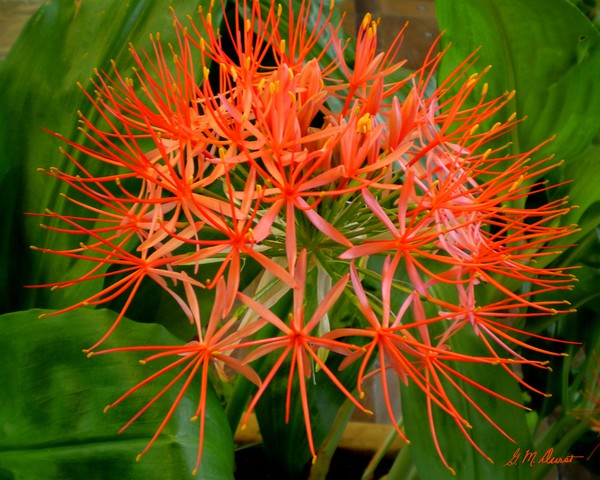Floral Cracker