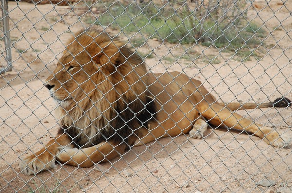 caged