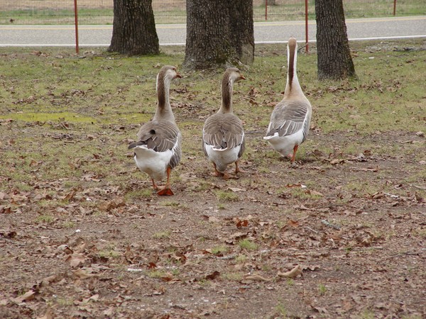 Going Home To The Pond