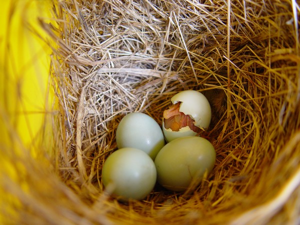 First signs of a new life.....