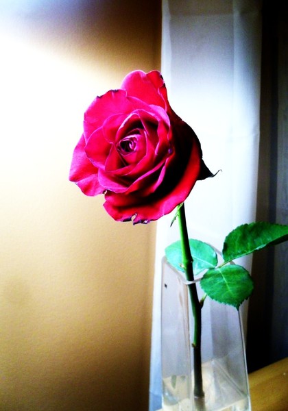 Rose2