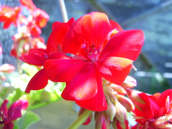 Shades of Red