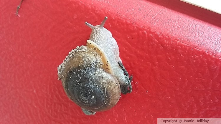 SNAIL,  PHOTO