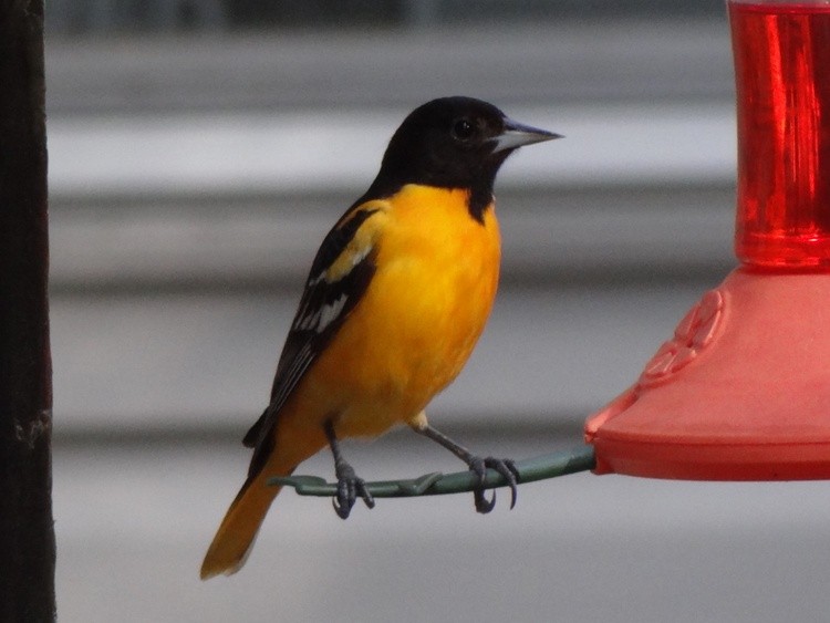 ORIOLE