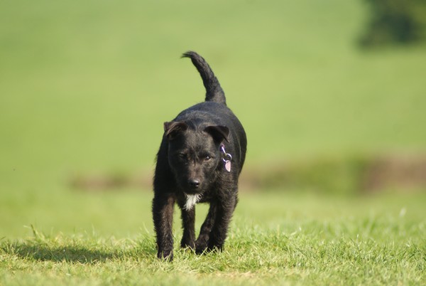 hi im bess the patterdale