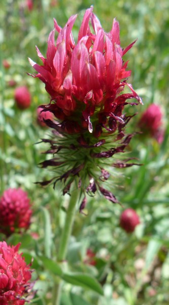 Red Clover