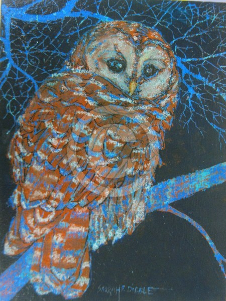 Barred Owl