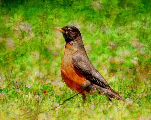 Robin . The Early Bird