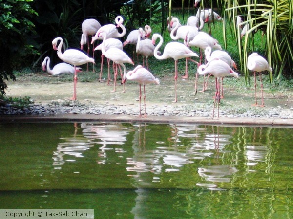 Flamingoes = Phoenicopteridae species, Hong Kong