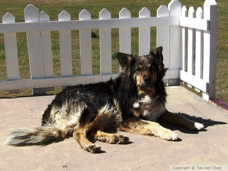 A Stray Dog 11-02-2015