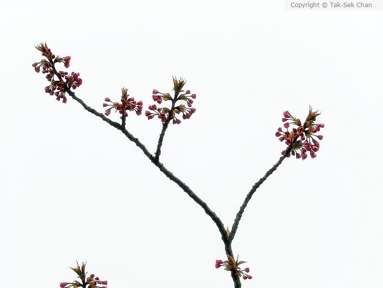 Earliest Cherry Blossoms HB, NY. USA 04-15-2023