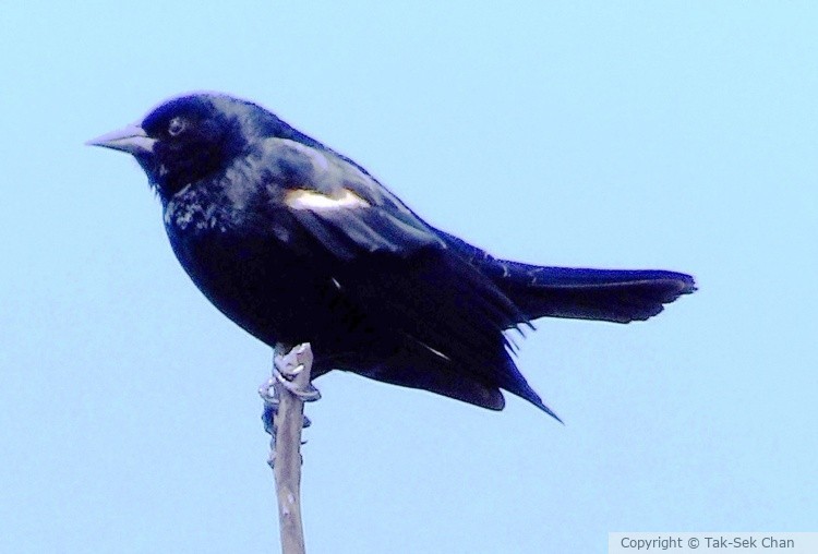 Indigo Bunting (Passerina cyanea), male, Jamaica Bay, NYC, 04-05-2015