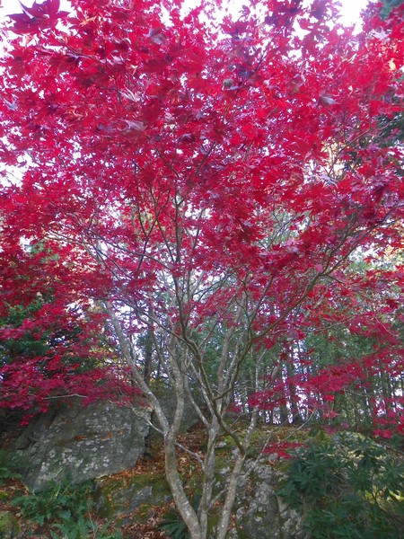 red folliage