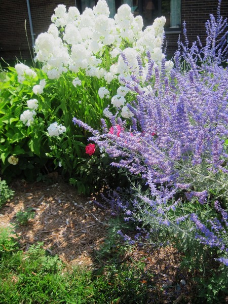 Flower Hedge 1