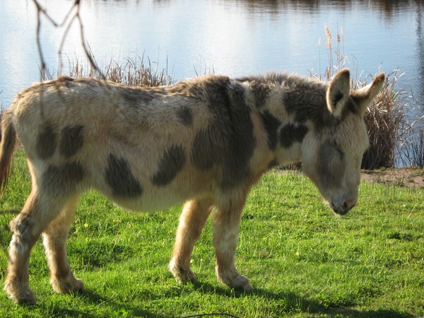 Donkey