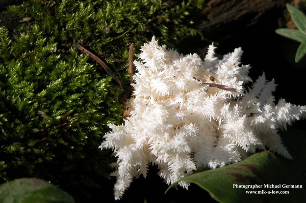 Fungi & Moss