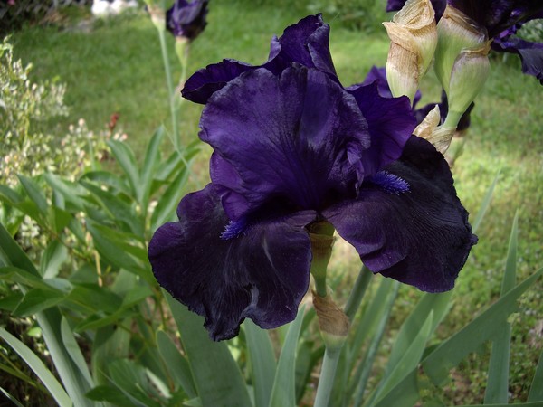 2007 01 01 Spring flowers 2011 017  Copy (2)