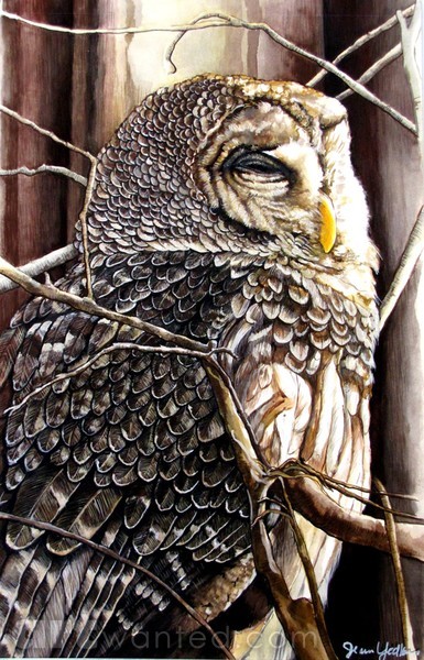 Sleepy Barred Owl
