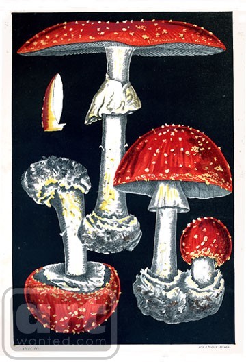 Edible Mushroom Muscarius