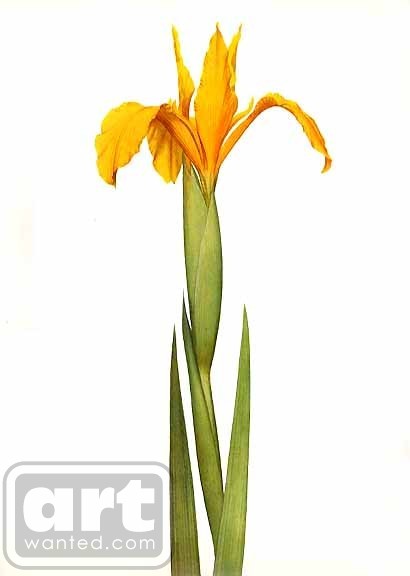Iris aurea