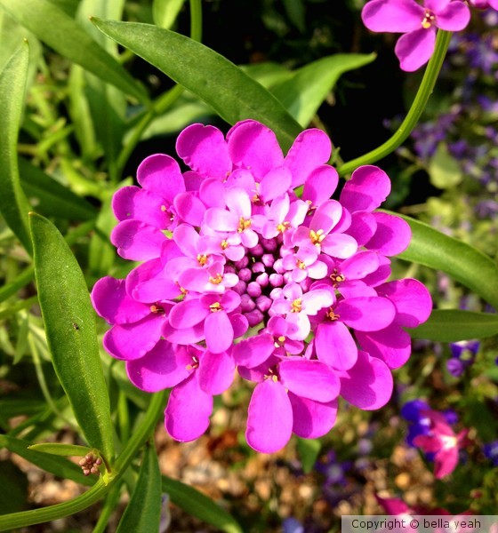 candytuft
