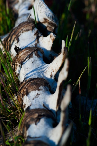 Deer Bones 4