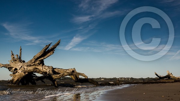 Driftwood Beach