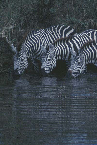 Zebras at the Mara River 