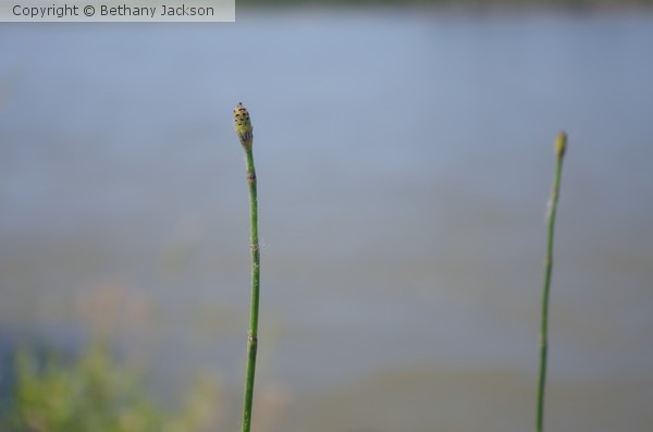 reeds