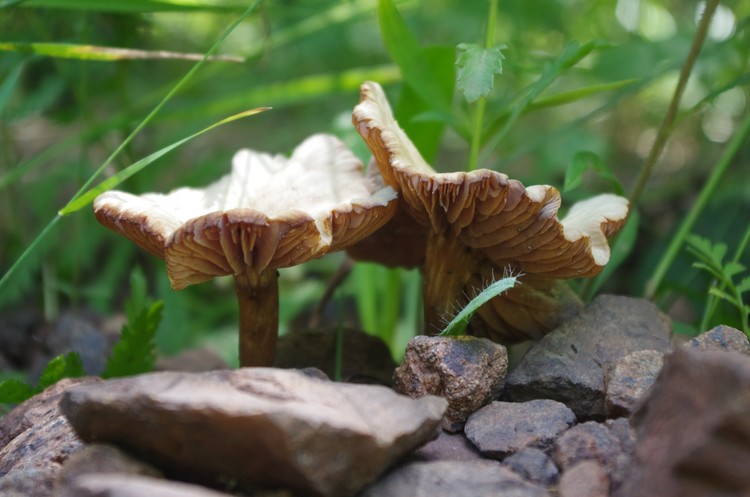 Fungi Friends