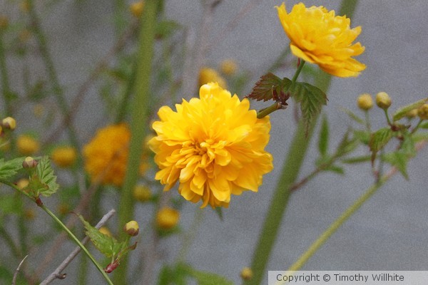 Clean paint Flower