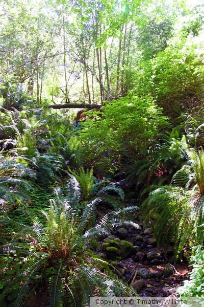 Lost Woods