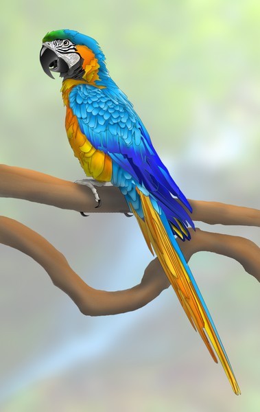Blue Macaw