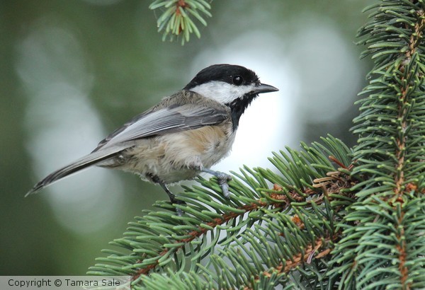 Chickadee on Pine Branch