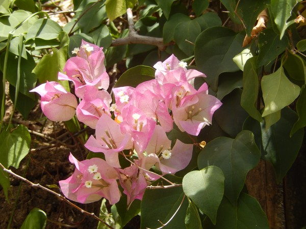 2tone BOUGAINVILLEA