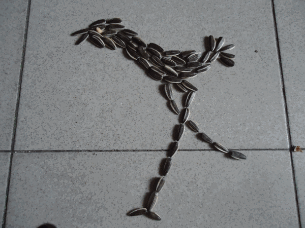 sunflower cock