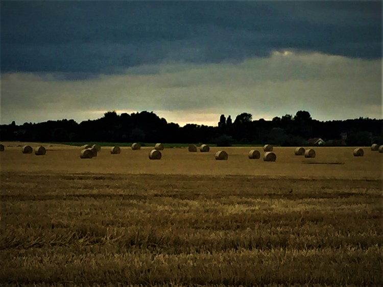 Field