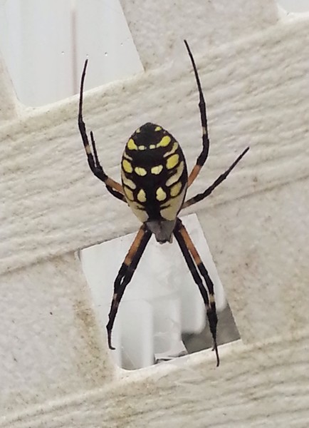 Spider by Mary Palzzo