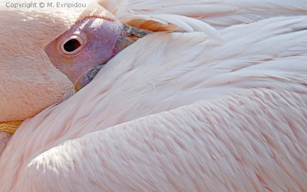 pelican resting