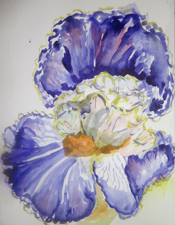 Iris study # 2