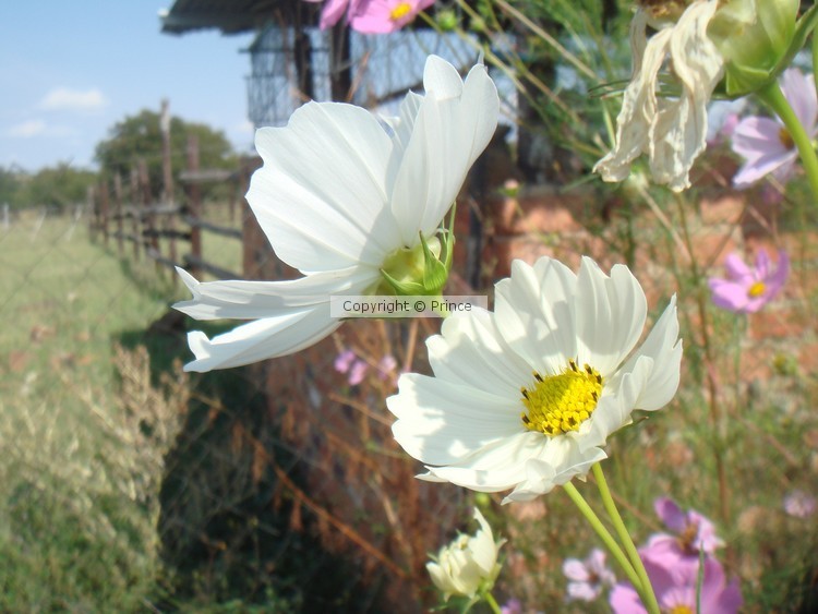 DSC07510