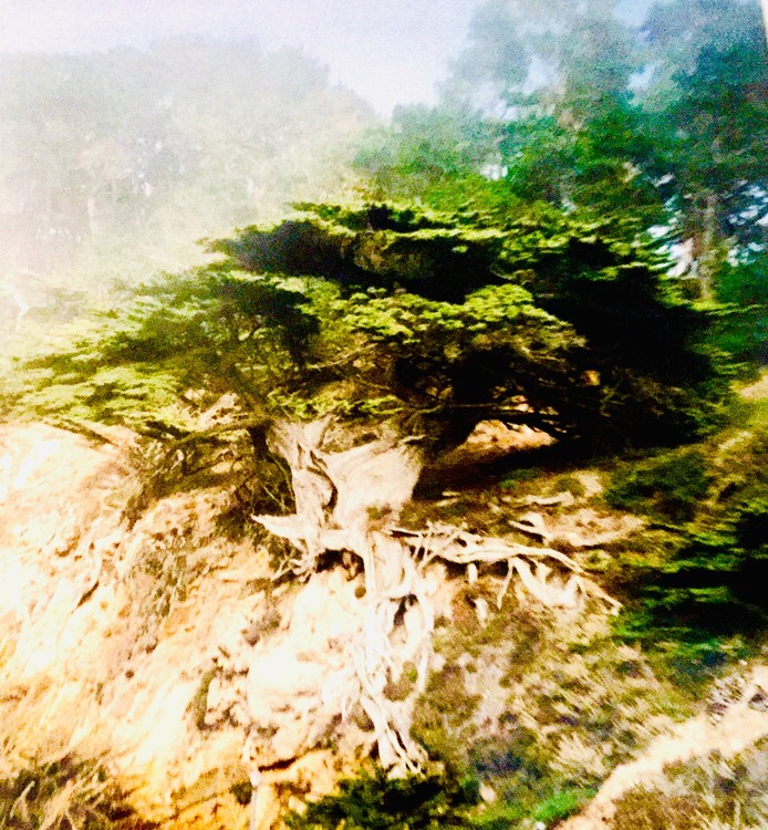 Cypresses