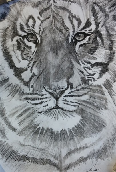 tigre