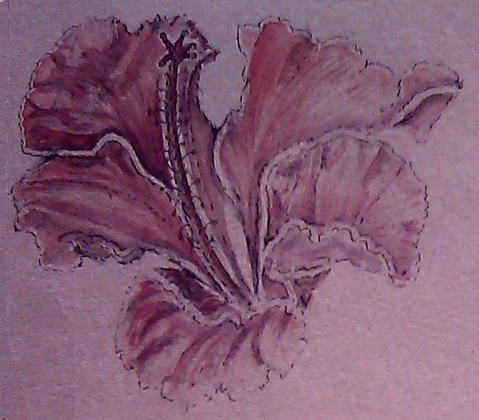 Amaryllis Watercolor