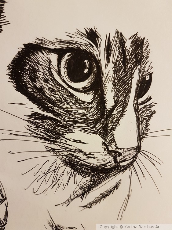 Sketch of Cat - Jack