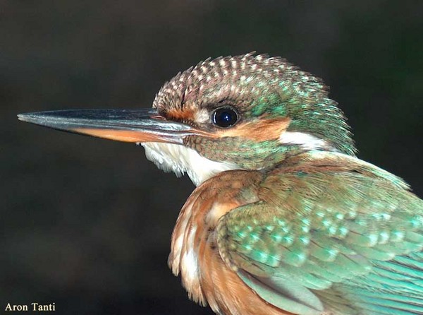 Kingfisher
