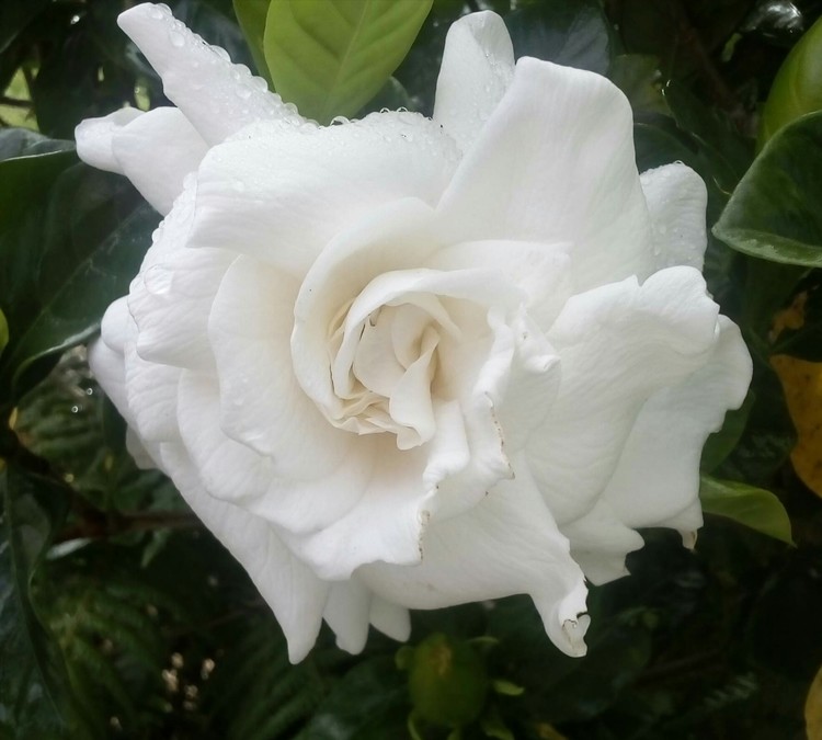 Dewy Gardenia