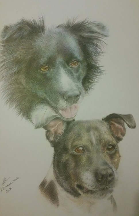 Staffie and Border Collie.